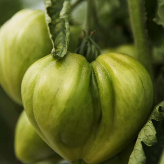Green tomato