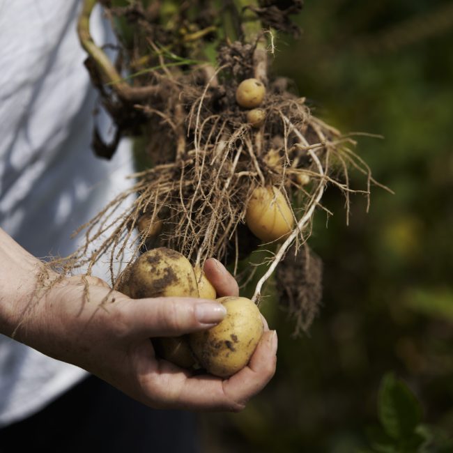 Potatoes in hand